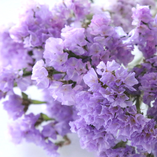 白と紫色のスターチス ドライフラワー 白5本・紫色8本⇒29g〈No.39〉 白と紫色のスターチス ドライフラワー 白5本・紫色8本⇒29g〈No.39〉