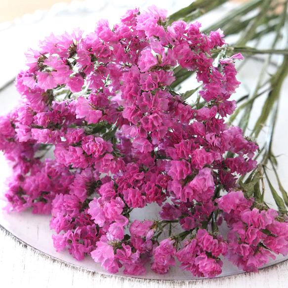 スターチス 濃いピンク 20本 ドライフラワー 【メール便送料無料