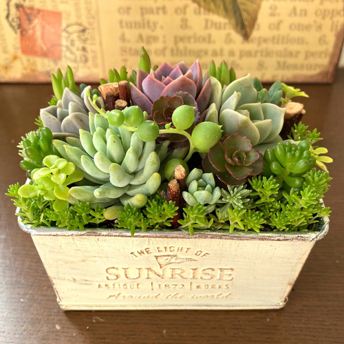 ★このまま飾れる★多肉植物 寄せ植え 石像 アンティーク ギフト 多肉植物 寄せ植え そのまま飾れる オーダー制 - MIDORIN47'S