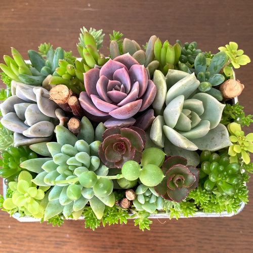 ★このまま飾れる★多肉植物 寄せ植え 石像 アンティーク ギフト 多肉植物 寄せ植え そのまま飾れる オーダー制 - MIDORIN47'S
