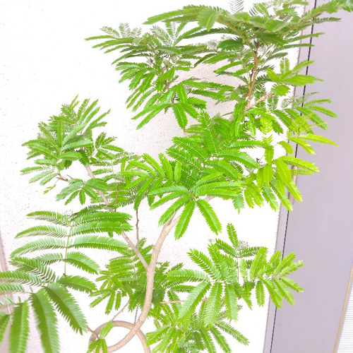 現品】エバーフレッシュ曲がり 観葉植物 高さ150◎ 大型観葉植物