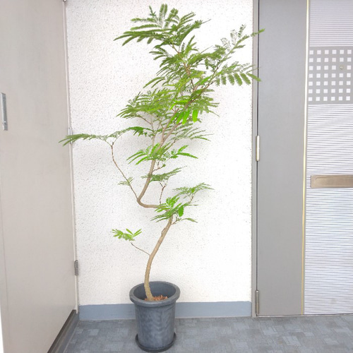 現品】エバーフレッシュ曲がり 観葉植物 高さ150◎ 大型観葉植物