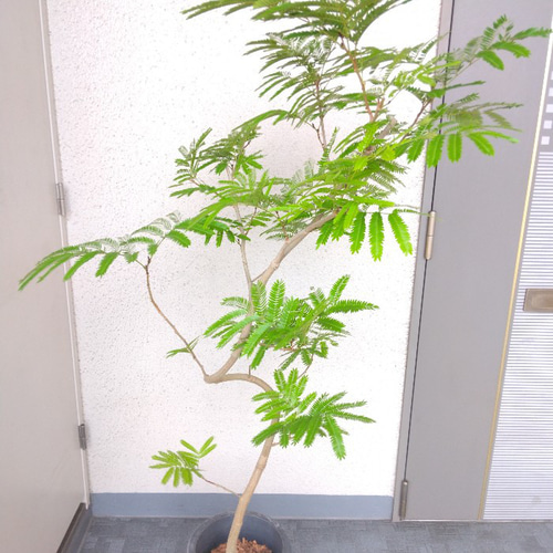 現品】エバーフレッシュ曲がり 観葉植物 高さ150◎ 大型観葉植物