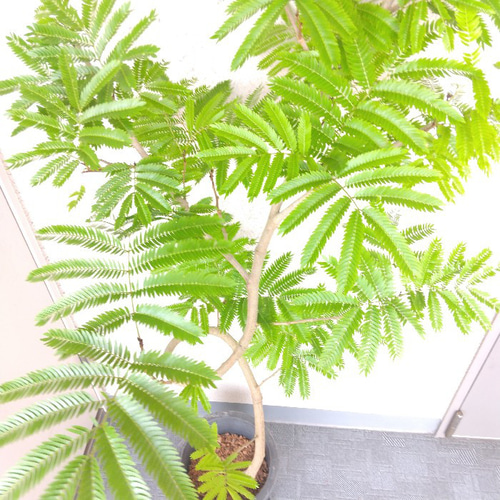 現品】エバーフレッシュ曲がり 観葉植物 高さ150◎ 大型観葉植物 現品】エバーフレッシュ曲がり 観葉植物 高さ150◎ 大型観葉植物