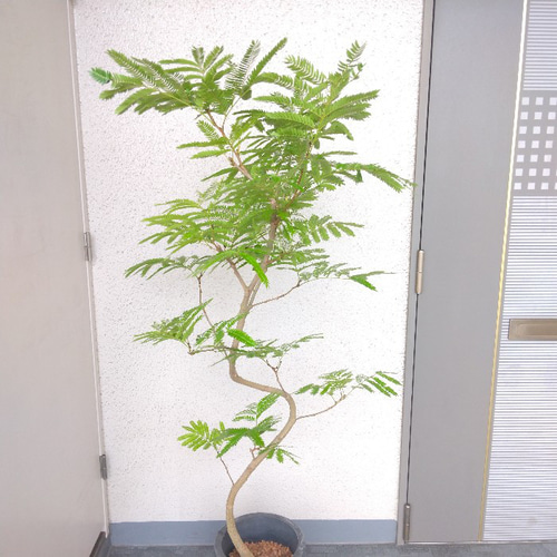 特価】エバーフレッシュ ネムノキ 曲がり 美樹形 幹太 観葉植物