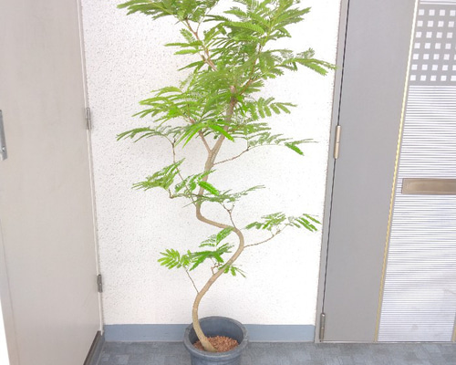【特価】 e245b35bbe852dec1fee34986c3cc2 その他観葉植物