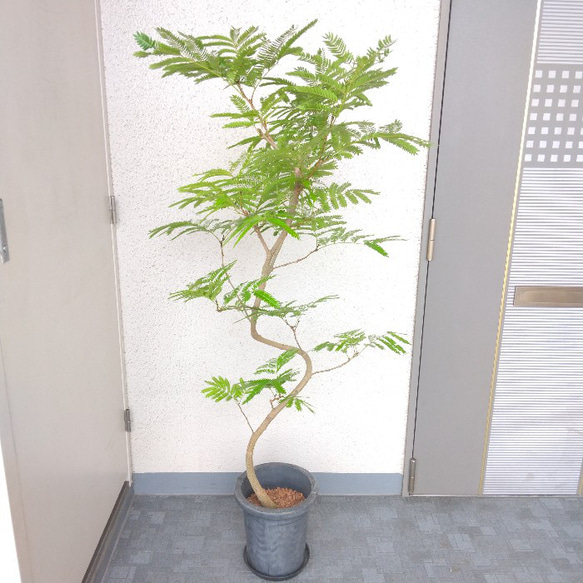 現品】エバーフレッシュ曲がり 観葉植物 高さ150◎ 大型観葉植物