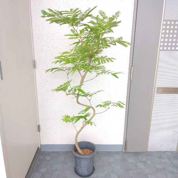 エバーフレッシュ曲がり❗️沖縄産！大型観葉植物！ボリューム◎高さ150◎❗花・実