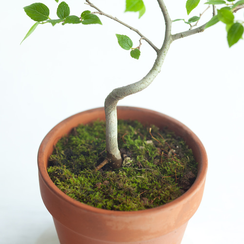 ミニ盆栽 榎 (エノキ) 実生 盆栽 ikona 通販 14109673｜Creema