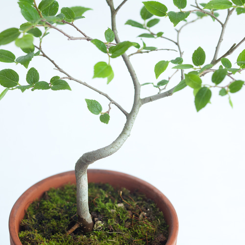 ミニ盆栽 榎 (エノキ) 実生 盆栽 ikona 通販 14109673｜Creema