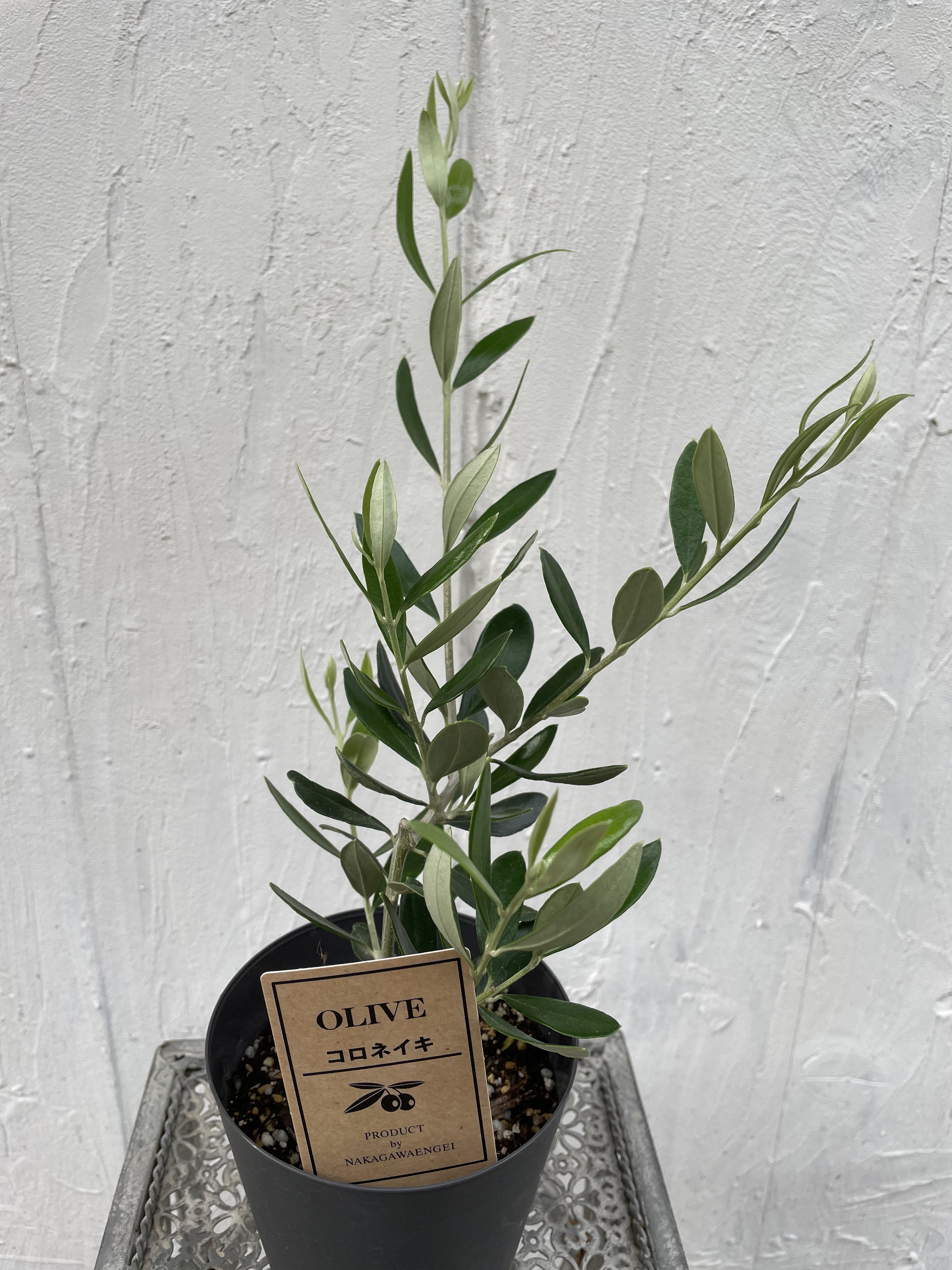 オリーブの木 コロネイキ 7号 約110cm NO.505 一点物 【オイル用・小実】