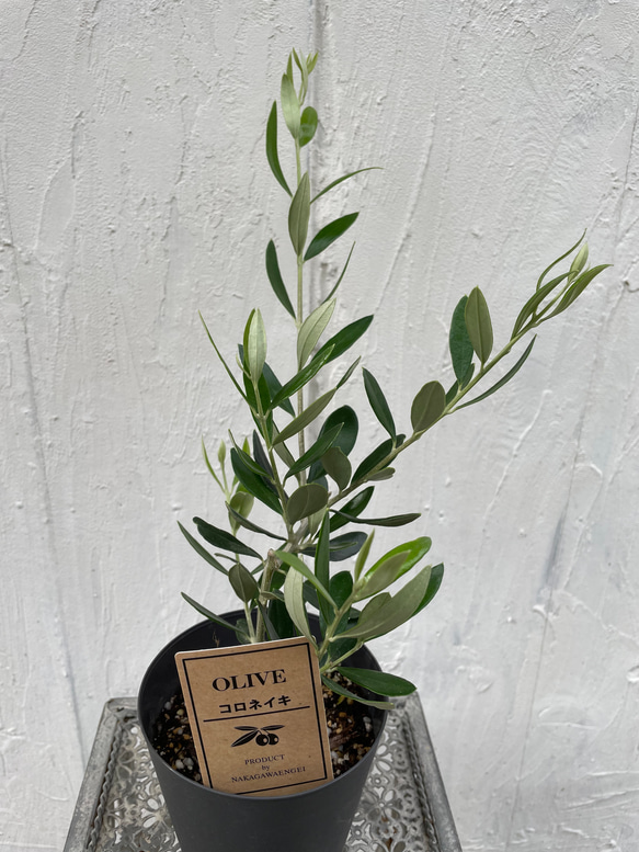 オリーブの木【コロネイキ】 その他インテリア雑貨 Jardin de