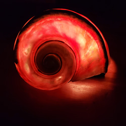 夜光貝ランプ 4枚目の画像