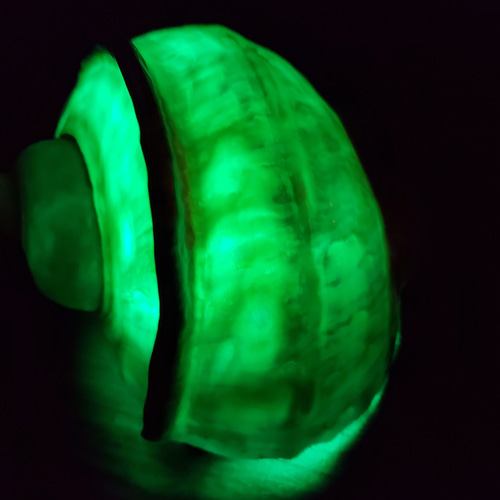 夜光貝ランプ スタンドライト・テーブルランプ DOLPHIN Tomomi 通販