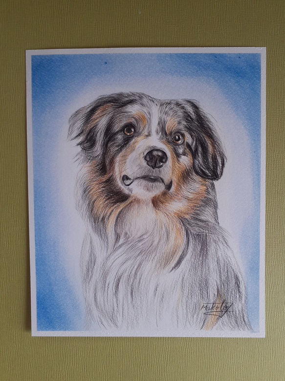 色鉛筆画 オーストラリアンシェパード 絵画 makochin 通販 14110564