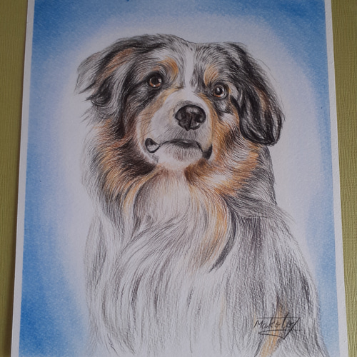 色鉛筆画 オーストラリアンシェパード 絵画 makochin 通販 14110564