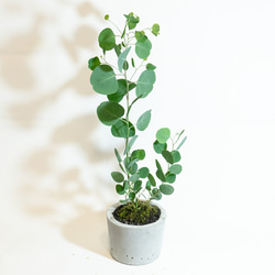 【ベランダで育てる植物】ユーカリ×スナ苔の鉢植え／ザラっとした風合いのモルタル鉢／送料全国一律850円 3枚目の画像