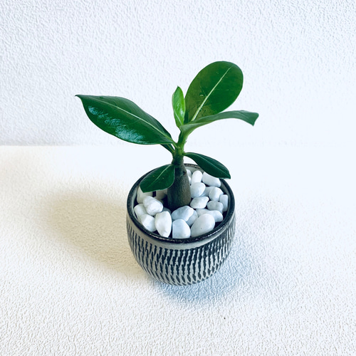 ハイドロカルチャー アデニウム オベスム 小鹿田焼 飛びかんな 陶器