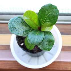 数量限定】カシワバゴムノキ フィカス・リラータ バンビーノ 抜き苗 1