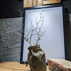 ソフォラ "リトルベイビー″（Sophora prostrata ‘Little Baby’）　『メルヘンの木』 3枚目の画像