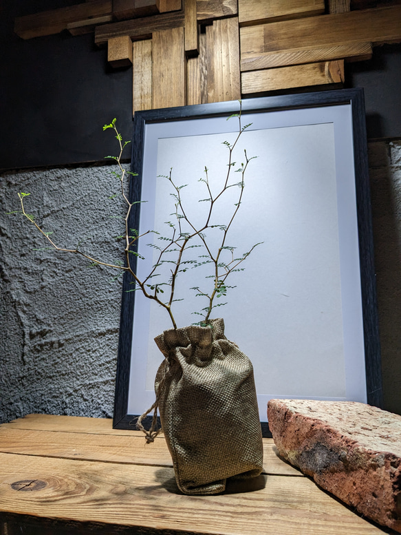 ソフォラ "リトルベイビー″（Sophora prostrata ‘Little Baby’）　『メルヘンの木』 3枚目の画像