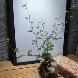 ソフォラ "リトルベイビー″（Sophora prostrata ‘Little Baby’）　『メルヘンの木』 5枚目の画像