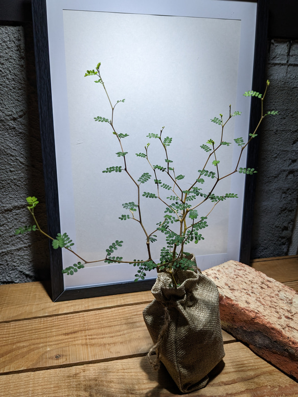 ソフォラ "リトルベイビー″（Sophora prostrata ‘Little Baby’）　『メルヘンの木』 5枚目の画像