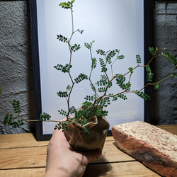 ソフォラ "リトルベイビー″（Sophora prostrata ‘Little Baby’）　『メルヘンの木』 6枚目の画像