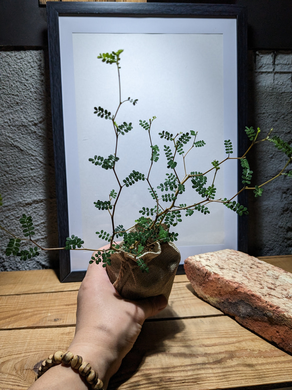 ソフォラ "リトルベイビー″（Sophora prostrata ‘Little Baby’）　『メルヘンの木』 6枚目の画像