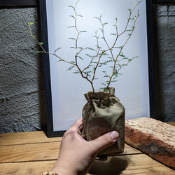 ソフォラ "リトルベイビー″（Sophora prostrata ‘Little Baby’）　『メルヘンの木』 7枚目の画像