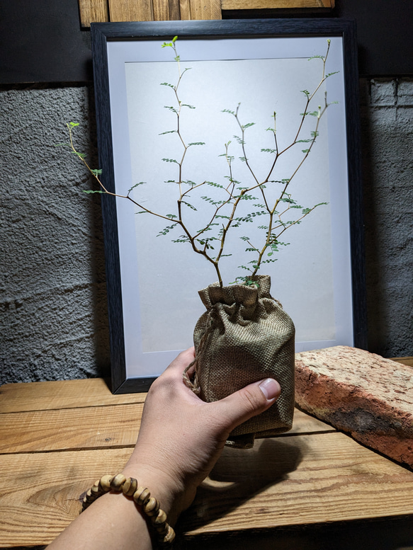 ソフォラ "リトルベイビー″（Sophora prostrata ‘Little Baby’）　『メルヘンの木』 7枚目の画像