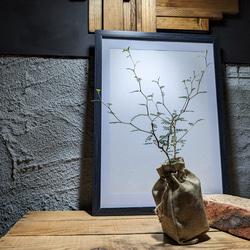 ソフォラ "リトルベイビー″（Sophora prostrata ‘Little Baby’）　『メルヘンの木』 4枚目の画像
