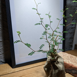 ソフォラ "リトルベイビー″（Sophora prostrata ‘Little Baby’）　『メルヘンの木』 2枚目の画像