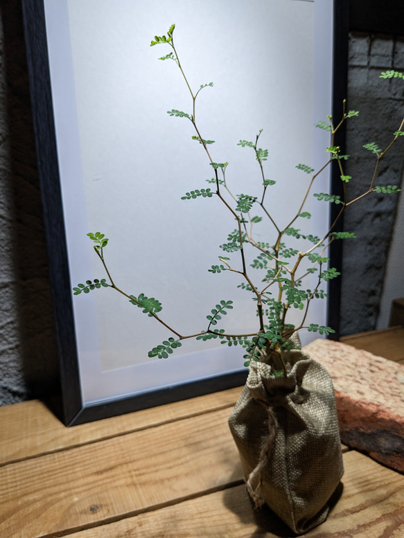 ソフォラ "リトルベイビー″（Sophora prostrata ‘Little Baby’）　『メルヘンの木』 2枚目の画像