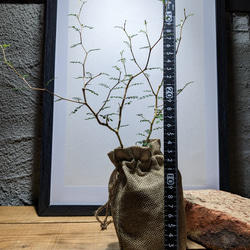 ソフォラ "リトルベイビー″（Sophora prostrata ‘Little Baby’）　『メルヘンの木』 8枚目の画像