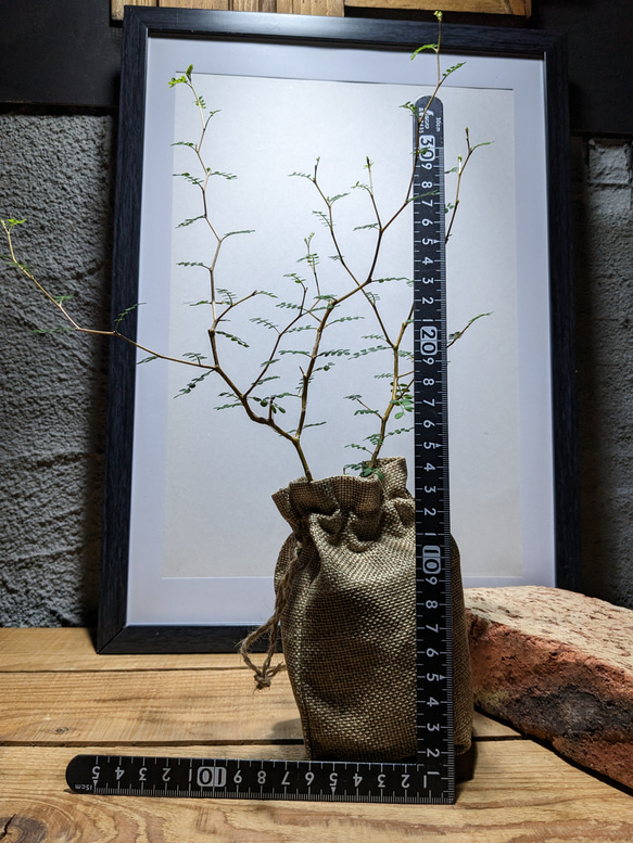 ソフォラ "リトルベイビー″（Sophora prostrata ‘Little Baby’）　『メルヘンの木』 8枚目の画像