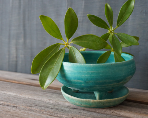 青緑色 陶器 植木鉢 木製台座付き 陶器】トルコ青の植木鉢 6 送料無料 その他インテリア雑貨 yaya 通販