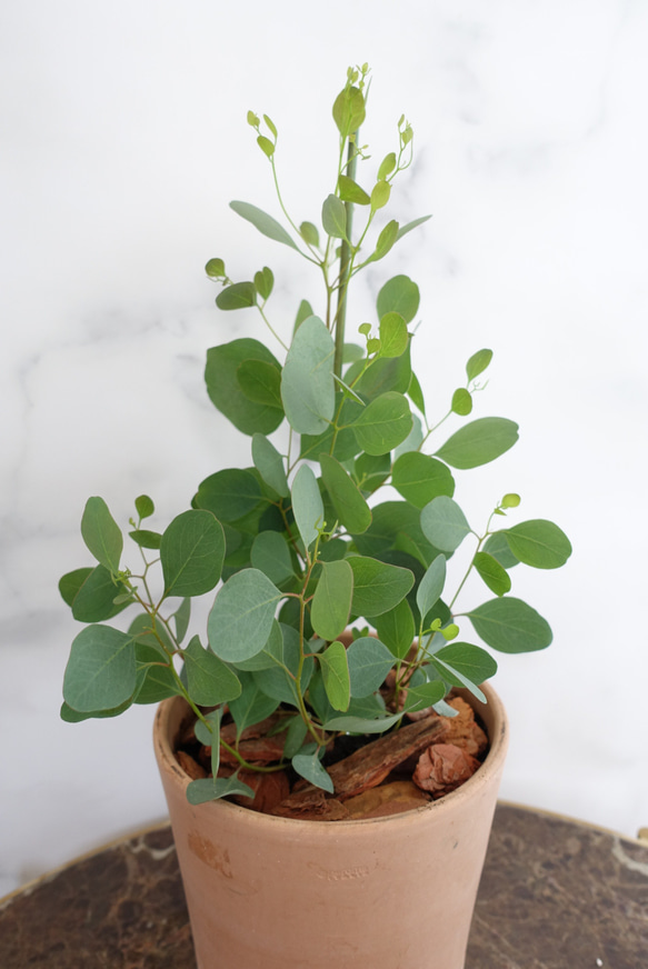 ユーカリ　ポリアンセモス　苗　植木鉢　アロマ　ハーブ　ポポラス　オージープランツ 4枚目の画像