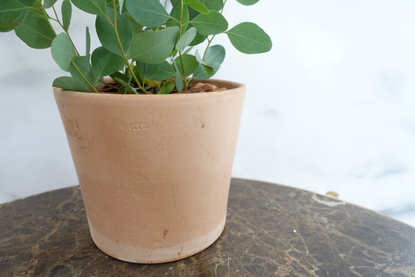 ユーカリ　ポリアンセモス　苗　植木鉢　アロマ　ハーブ　ポポラス　オージープランツ 5枚目の画像