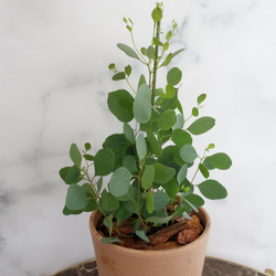 ユーカリ　ポリアンセモス　苗　植木鉢　アロマ　ハーブ　ポポラス　オージープランツ 2枚目の画像
