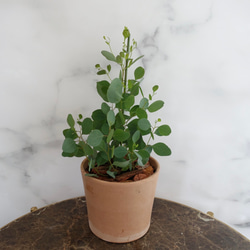 ユーカリ　ポリアンセモス　苗　植木鉢　アロマ　ハーブ　ポポラス　オージープランツ 1枚目の画像
