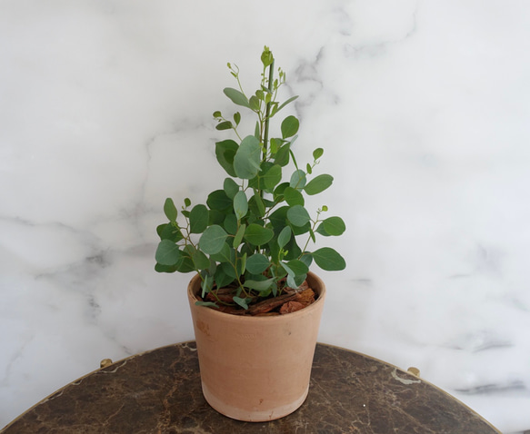 ユーカリ　ポリアンセモス　苗　植木鉢　アロマ　ハーブ　ポポラス　オージープランツ 1枚目の画像