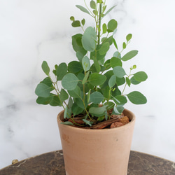ユーカリ　ポリアンセモス　苗　植木鉢　アロマ　ハーブ　ポポラス　オージープランツ 7枚目の画像