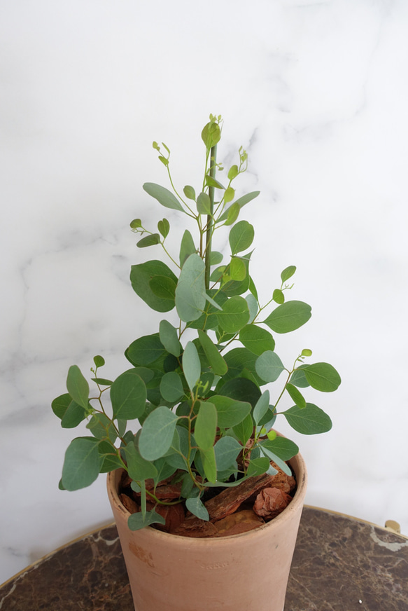 ユーカリ　ポリアンセモス　苗　植木鉢　アロマ　ハーブ　ポポラス　オージープランツ 8枚目の画像