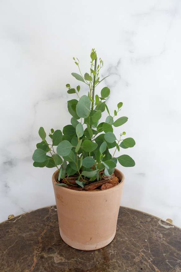 ユーカリ　ポリアンセモス　苗　植木鉢　アロマ　ハーブ　ポポラス　オージープランツ 3枚目の画像