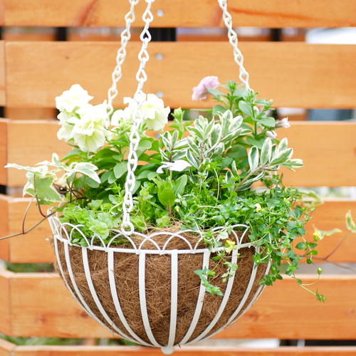 60％OFF】 ペチュニアミルキーピーチのカゴ寄せ植え☆ 植物/観葉植物