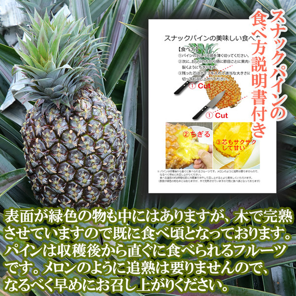 パイナップル スナックパイン L〔1kg以上〕×2玉 沖縄県産 ボゴール パイン お取り寄せ トロピカル フルーツ 果物 11枚目の画像