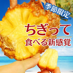 パイナップル スナックパイン L〔1kg以上〕×2玉 沖縄県産 ボゴール パイン お取り寄せ トロピカル フルーツ 果物 2枚目の画像