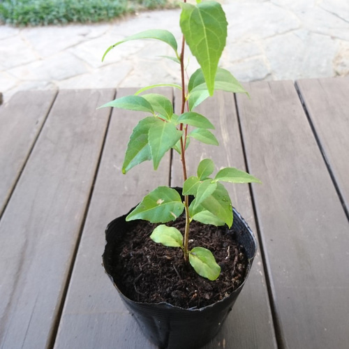 エゴノキ（抜き苗）エゴノキ苗木 （現品》エゴノキ 株立ち 樹高2.1m  