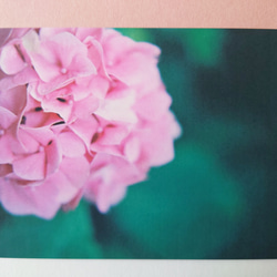 紫陽花①　グリーティングカード　ポストカード　写真　文字入れサービス有り 2枚目の画像